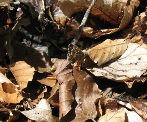 Pyrgus sp.
