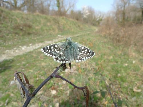 Pyrgus malvoides