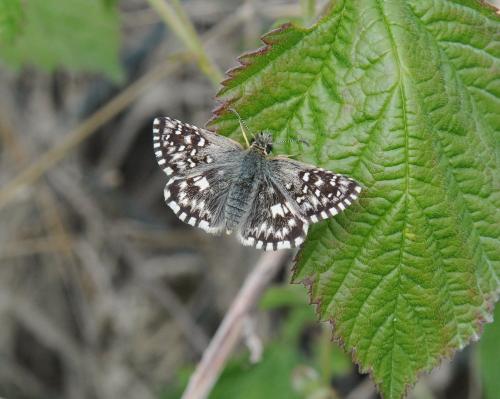 Pyrgus malvoides