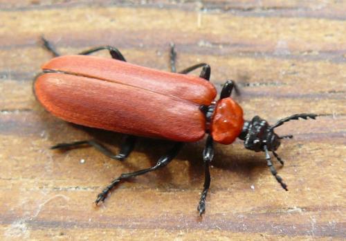 Réf. 83 778 : Pyrochroa coccinea