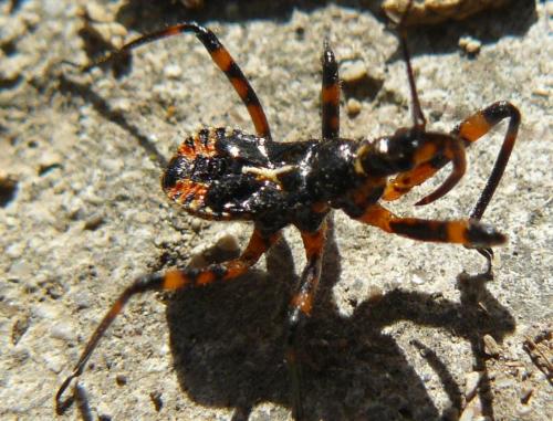 Rhynocoris iracundus