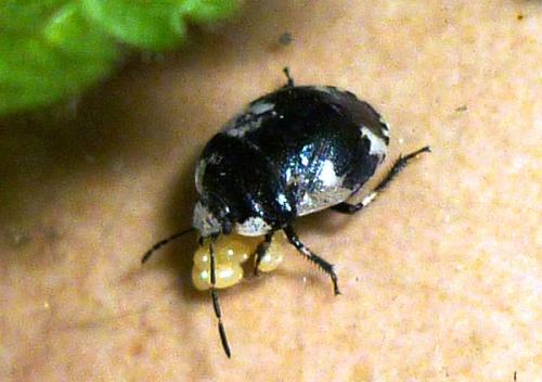 Tritomegas rotundipennis