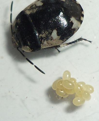 Tritomegas rotundipennis