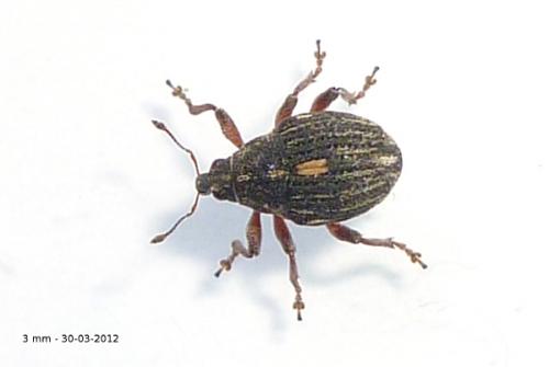 Réf. 83 240 : Rhinoncus sp.