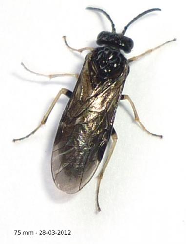 Blennocampinae