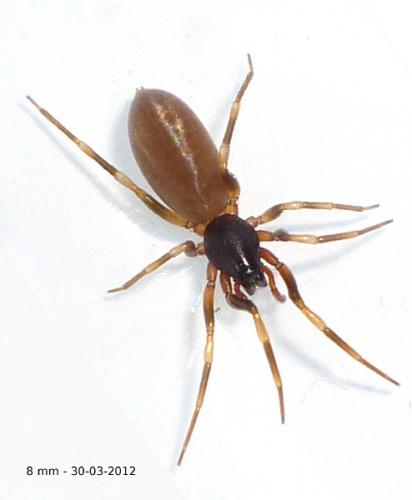 Harpactea hombergi