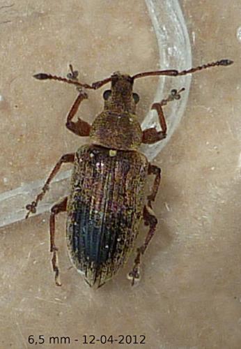 Réf. 83 616 : Phyllobius pyri
