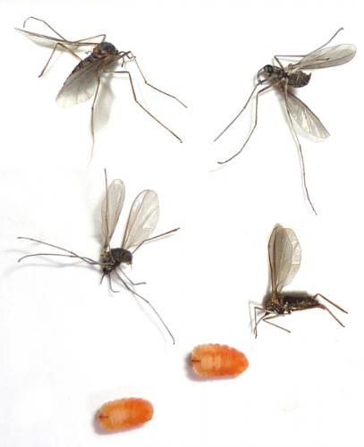 Rabdophaga sp.