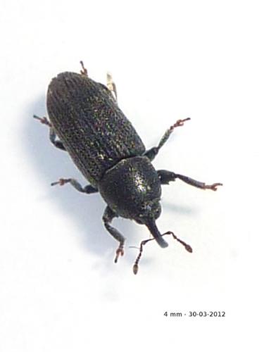 Réf. 83 238 : Mecinus pyraster