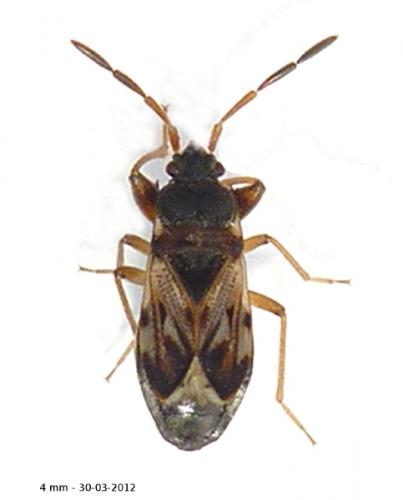 Réf. 83 247 : Scolopostethus affinis
