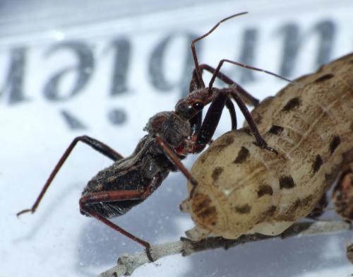 Réf. 83 072 : Rhynocoris erythropus
