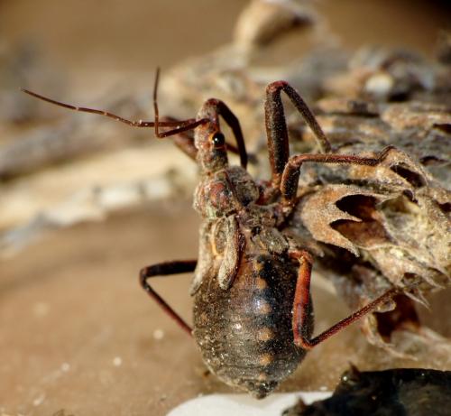 Rhynocoris erythropus