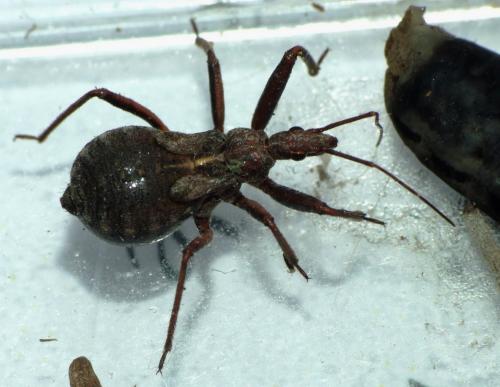 Réf. 83 079 : Rhynocoris erythropus