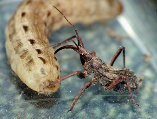 Rhynocoris erythropus