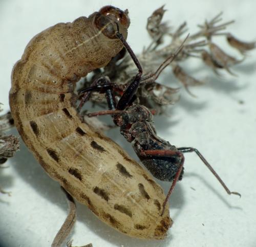 Rhynocoris erythropus