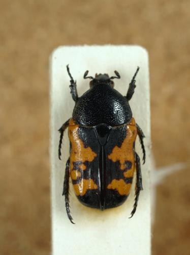 Gametoides sanguinolenta