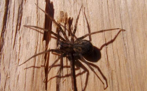Tegenaria domestica