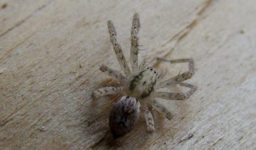 Anyphaena accentuata