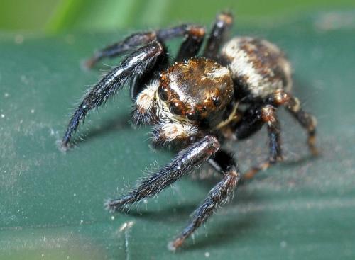 Réf. 83 417 : Pseudeuophrys erratica