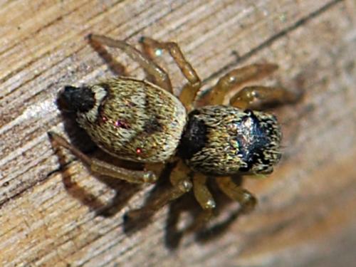 Réf. 83 925 : Heliophanus tribulosus