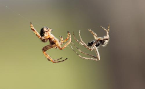 Agalenatea redii