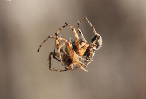 Agalenatea redii