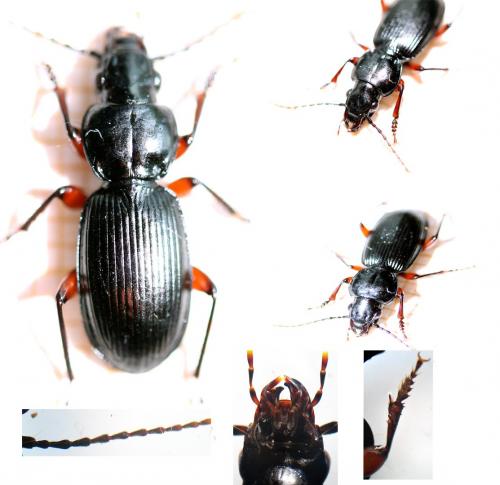 Pterostichus madidus