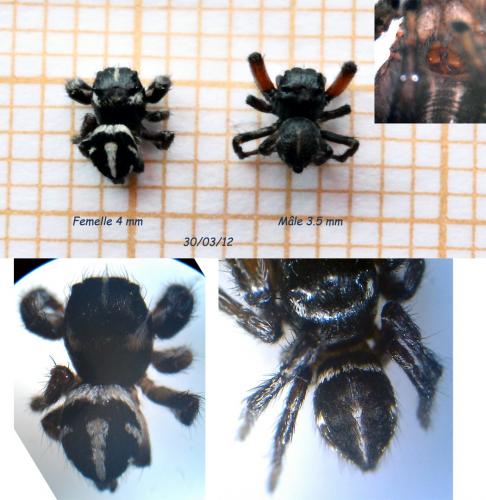 Pellenes nigrociliatus