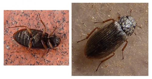 Helophorus sp.