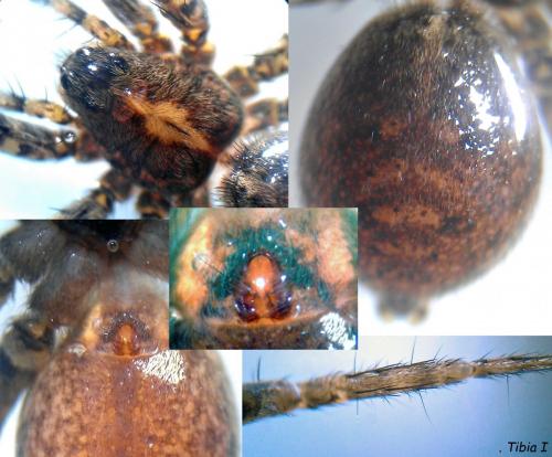Pardosa hortensis