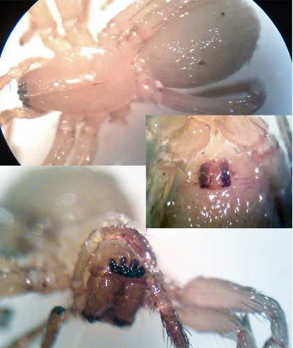 Cicurina cicur