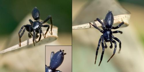 Zelotes sp.