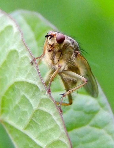 Scathophaga stercoraria