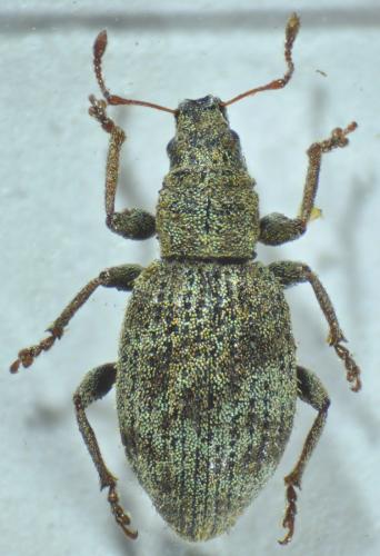 Sciaphilus costulatus