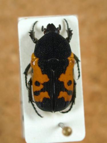Réf. 83 696 : Gametoides sanguinolenta