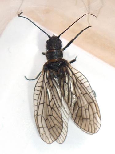 Sialis sp.