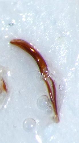 Réf. 83 071 : Sitophilus oryzae