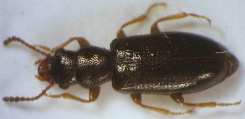 Réf. 83 580 : Sphaeriestes sp.