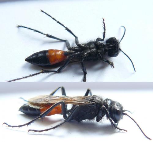 Podalonia hirsuta