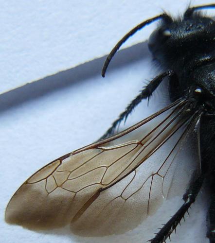 Podalonia hirsuta