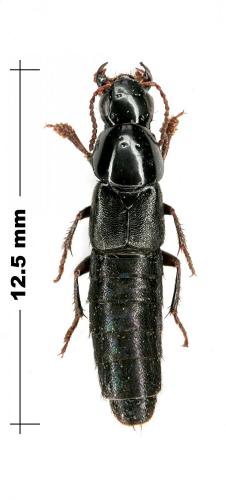Quedius sp.