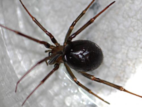 Steatoda grossa