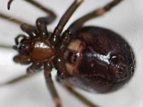 Steatoda grossa