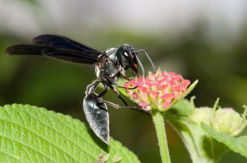 Réf. 83 450 : Synoeca surinama