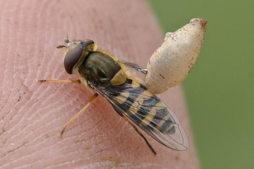 Syrphus vitripennis