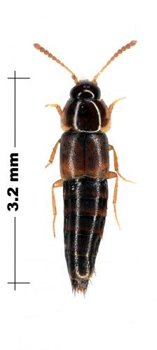 Tachyporus sp.