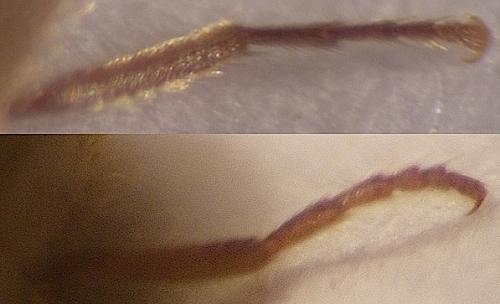 Lasioderma kiesenwetteri