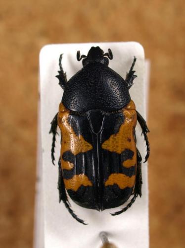 Gametoides sanguinolenta