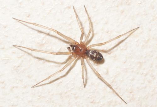 Steatoda grossa