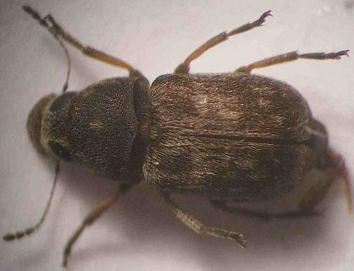 Réf. 83 412 : Rhaphitropis oxyacanthae